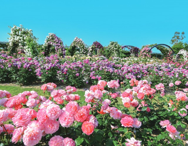 【2026年5月9日開幕】万博記念公園 ローズフェスタ 2026で外さない見どころと回り方